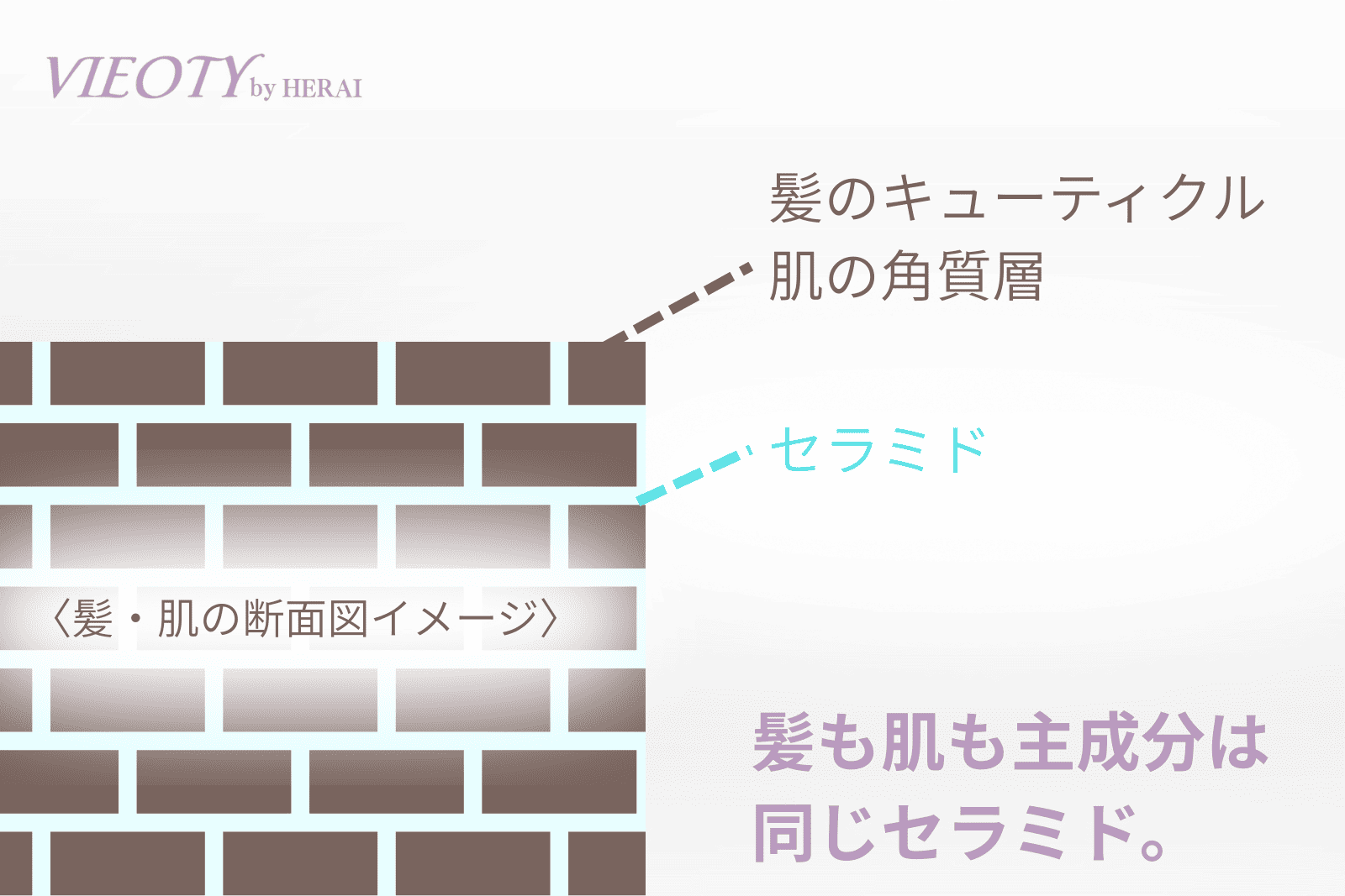 肌と髪の構造におけるセラミドの役割を示す図解。肌では「モルタル」、髪では「接着剤」として機能することを解説し、50代の乾燥ケアの重要性を示す。