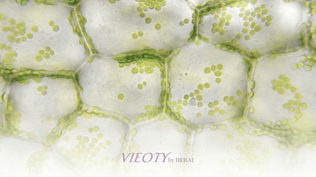 ヒト幹細胞と植物幹細胞のイメージ図を背景に、美容液「ドレスグロウ」が植物幹細胞エキスを選んだ理由を解説する画像キャプヒト幹細胞と植物幹細胞、その違いとは？「ドレスグロウ」のテクスチャを顕微鏡で見たイメージ画