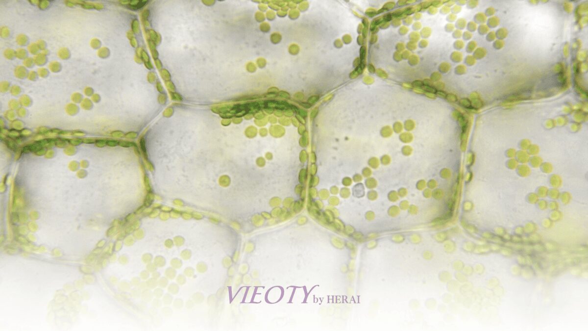 ヒト幹細胞と植物幹細胞のイメージ図を背景に、美容液「ドレスグロウ」が植物幹細胞エキスを選んだ理由を解説する画像キャプヒト幹細胞と植物幹細胞、その違いとは？「ドレスグロウ」のテクスチャを顕微鏡で見たイメージ画