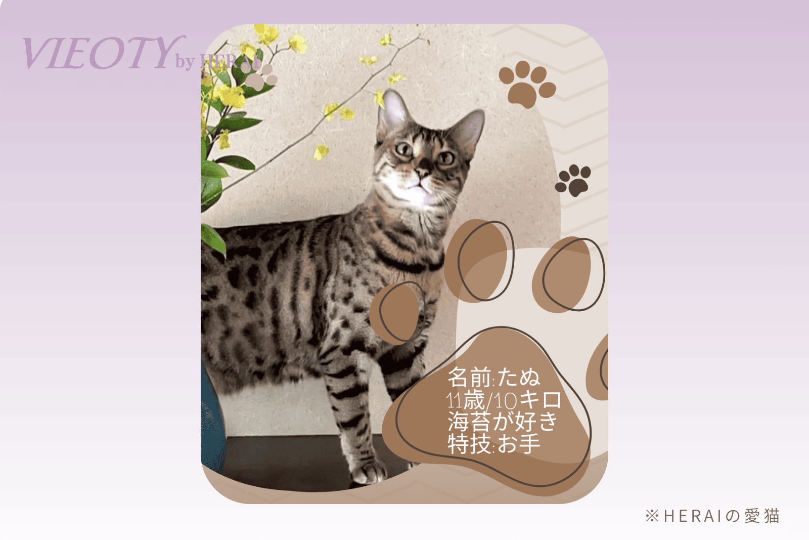 「美しさは、優しさの循環から生まれる。」のテキストと共に、VIEOTY創設者HERAIの愛猫画像。ブランドの社会貢献活動への約束を示す。