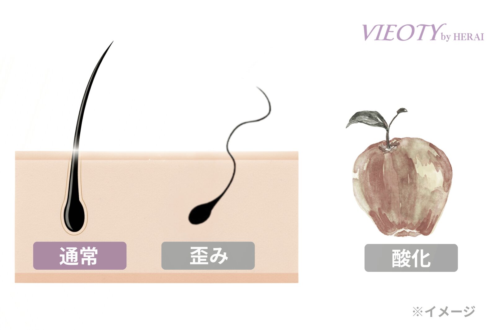 50代以降の髪の変化の2大原因を図解。