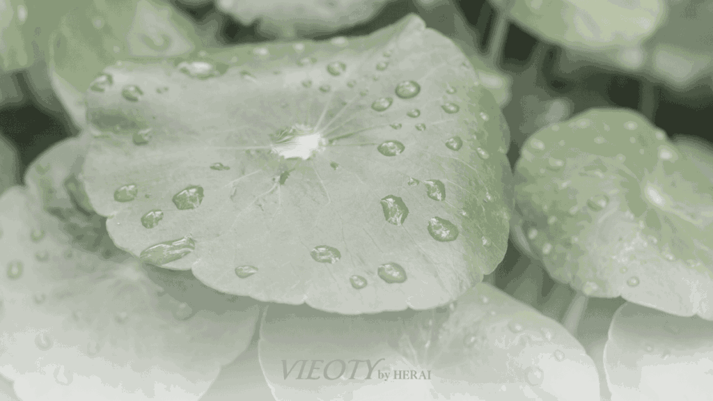 一枚の美しいツボクサの葉。その葉から落ちた一滴のしずくが、下に広がる肌のモデルの表面で、優しく輝く保護膜の波紋を作っている。CICAの守護成分としての役割を象徴。