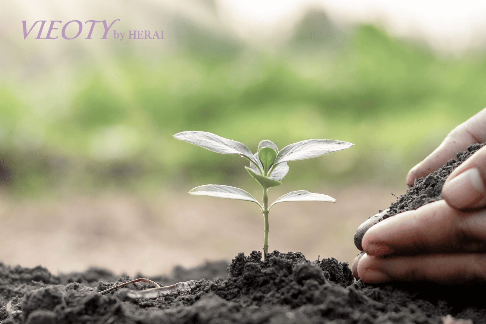 VIEOTYの「健髪土壌論」のコンセプトアート。豊かな土壌から美しい植物が育つように、健康な頭皮から艶やかな髪が生えてくる様子が描かれている。