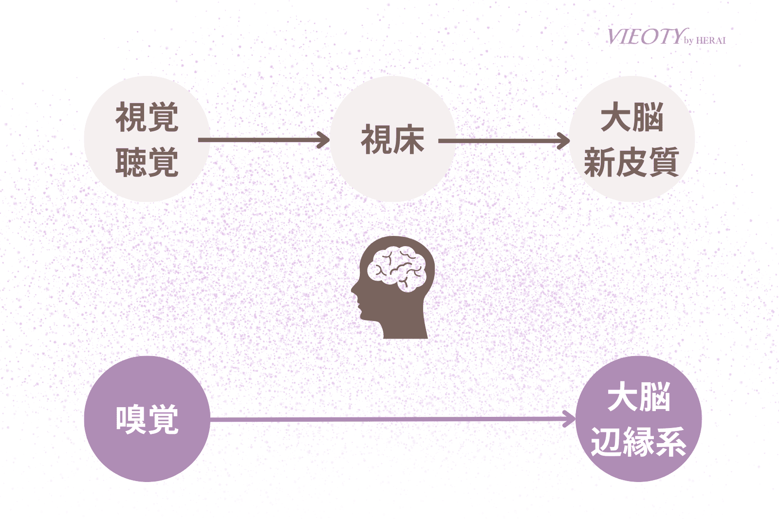 嗅覚が脳に情報を伝える経路を示した図解。他の感覚が理性の「視床」を経由するのに対し、嗅覚だけが感情の「大脳辺縁系」に直接繋がるホットラインを持つことを表現。