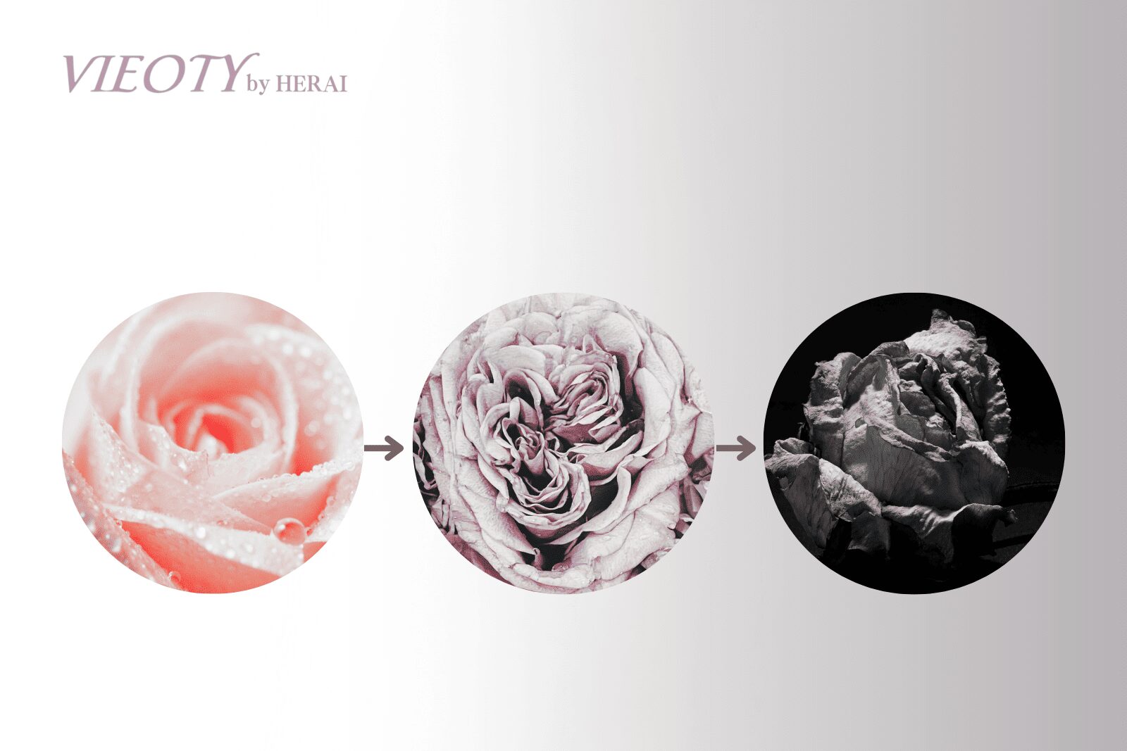 美しい花（肌と髪の象徴）が、時間の経過と共に少しずつ萎れ、色褪せていく様子を一枚の絵の中で表現したイメージ。睡眠負債による美しさの枯渇を示している。