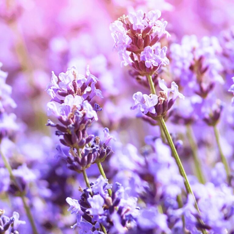 ラベンダー畑のクローズアップ写真。