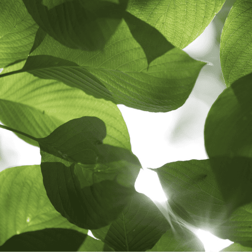 26種のオーガニック植物原料