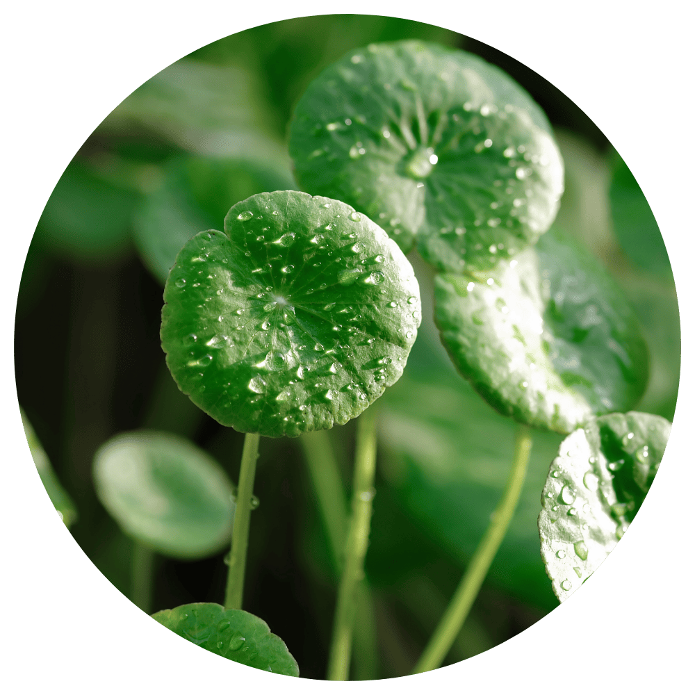 ツボクサエキスイメージ