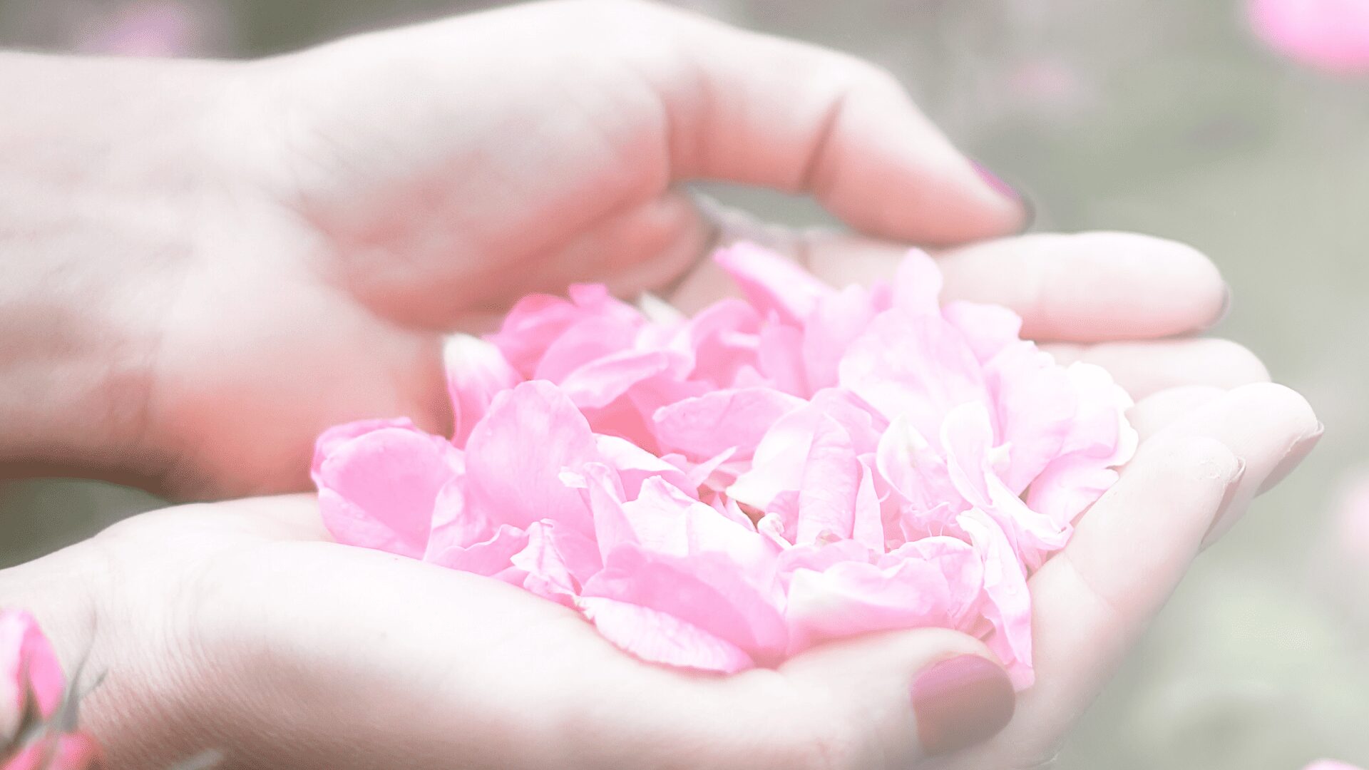 光を受けて宝石のように輝く、VIEOTYの高品質なオーガニック原料（ダマスクローズ）