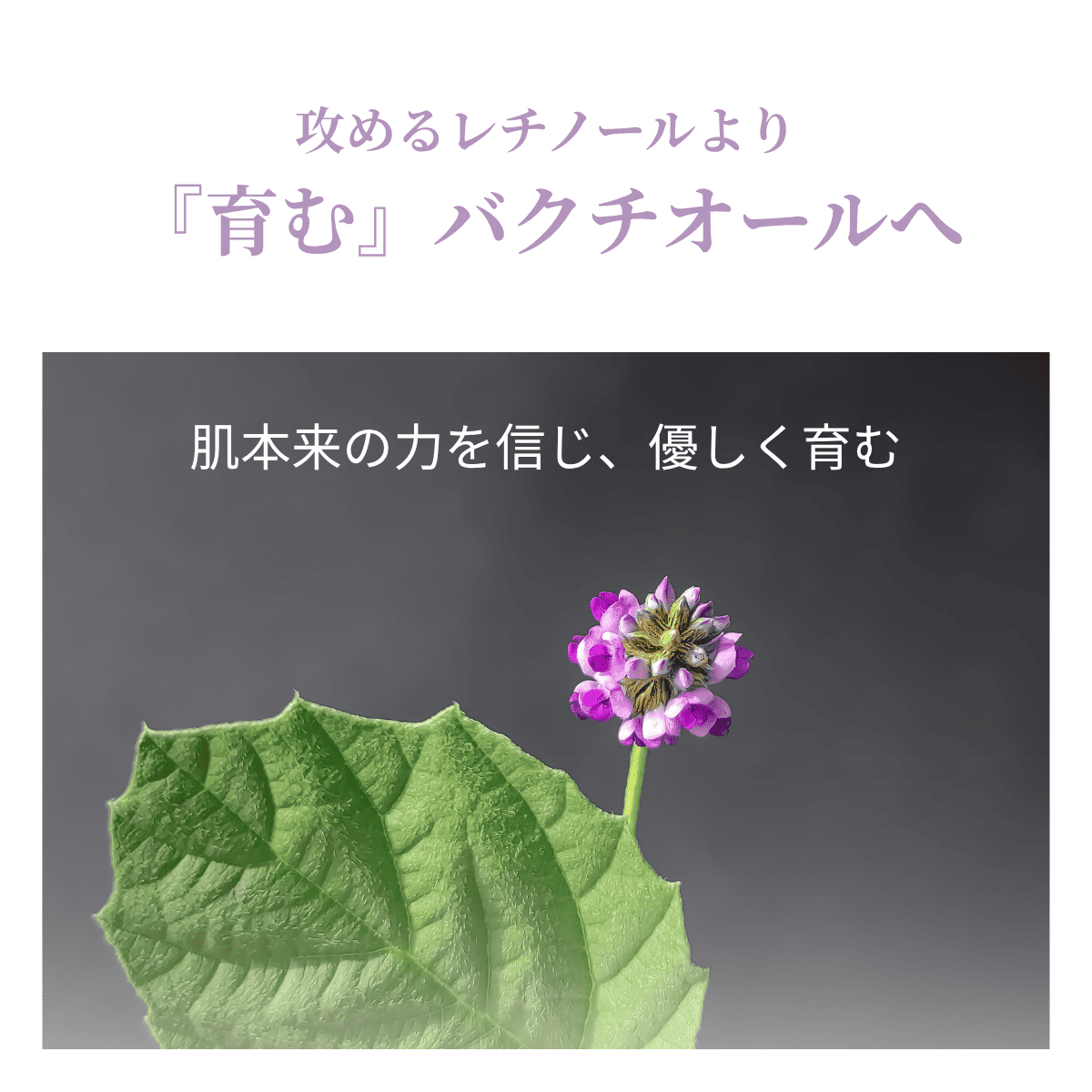 強く命令する「レチノール」と優しく育む「バクチオール」の働きを対比させたイラスト。