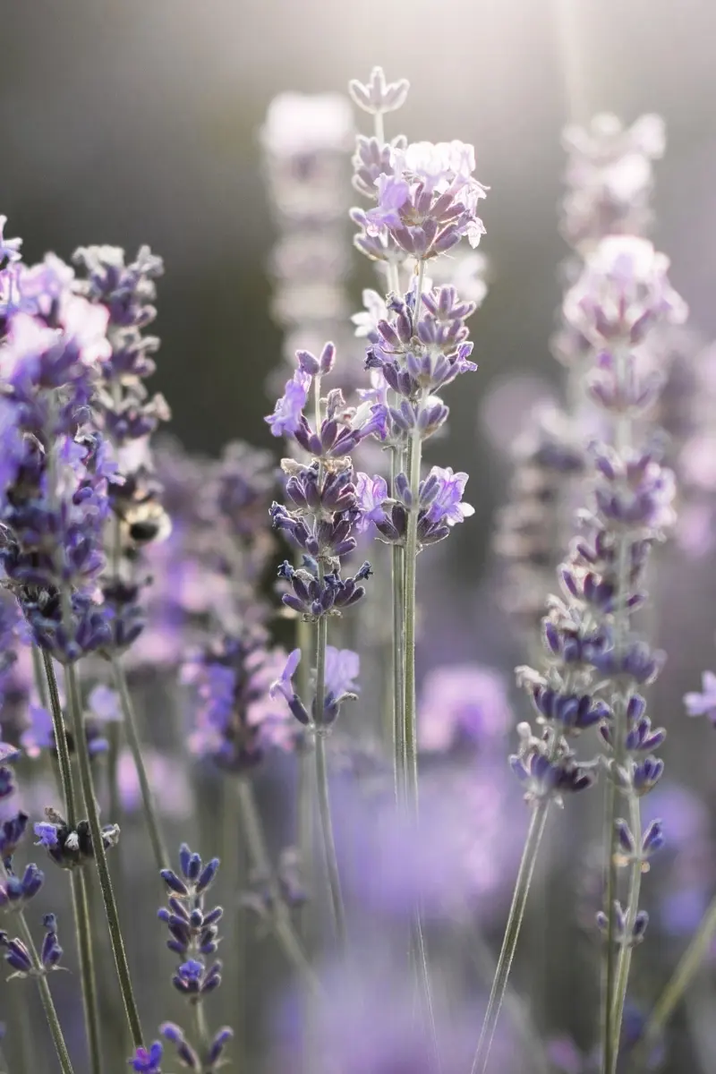 美しく、幸せな人生を