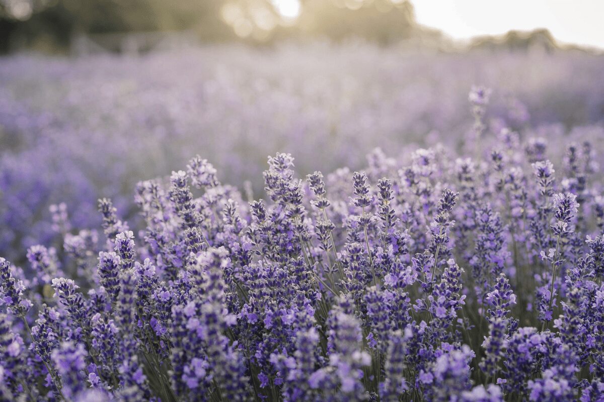 表参道サロンの上質な世界観イメージ